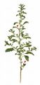 Short-Tepalled Pigweed - Amaranthus graecizans L.