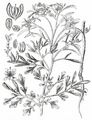 Garden Cress - Lepidium sativum L.