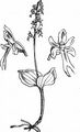 Lesser Twayblade - Neottia cordata (L.) Rich.