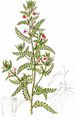 Marsh Lousewort - Pedicularis palustris L.