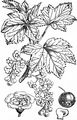 Red Currant - Ribes rubrum L.