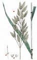 Rye Brome - Bromus secalinus L.