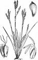 Fingered Sedge - Carex digitata L. 