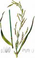 Plicate Sweet-Grass - Glyceria notata Chevall.