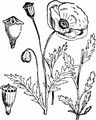 Common Poppy - Papaver rhoeas L.