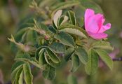 Apple Rose - Rosa villosa L.