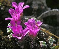 Saxifraga oppositifolia (Roter Steinbrech)