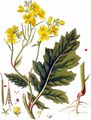 Charlock - Sinapis arvensis L.
