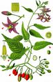 Bittersweet - Solanum dulcamara L.