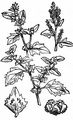 Redscale - Atriplex rosea L.