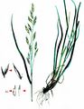 Rescue Brome - Ceratochloa cathartica (Vahl) Herter