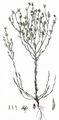 Field Cudweed - Filago arvensis L.