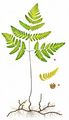 Oak Fern - Gymnocarpium dryopteris (L.) Newman