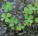 European Waterclover - Marsilea quadrifolia L.