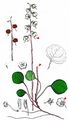 Green-Flowered Wintergreen - Pyrola chlorantha Sw.