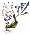 Gewöhnliches Eisenkraut - Verbena officinalis L.