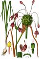 Keeled Garlic - Allium carinatum L.