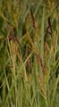 Lesser Pond-Sedge - Carex acutiformis Ehrh.