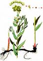 Shining Spurge - Euphorbia lucida Waldst. & Kit.