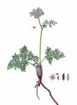 Alpen-Mutterwurz - Ligusticum mutellina (L.) Crantz 