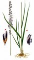 Purple Moor-Grass - Molinia caerulea (L.) Moench