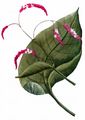 Eastern Knotgrass - Persicaria orientalis (L.) Spach
