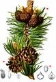 Dwarf Mountain-Pine - Pinus mugo Turra