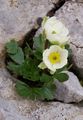 Alpen-Hahnenfuß - Ranunculus alpestris L.