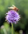 Devil's-Bit Scabious - Succisa pratensis Moench