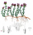 Breckland Thyme - Thymus serpyllum L.