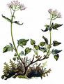 Three-Leaved Valerian - Valeriana tripteris L.