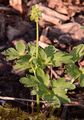 Moschatel - Adoxa moschatellina L.