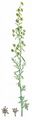 Roman Wormwood - Artemisia pontica L.
