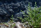 Forked Spleenwort - Asplenium septentrionale (L.) Hoffm.