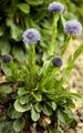 Blue Daisy - Globularia bisnagarica L.