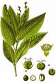 Dog's Mercury - Mercurialis perennis L.