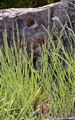 Glaucous Meadow-Grass - Poa glauca Vahl