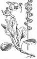 Common Wintergreen - Pyrola minor L.