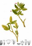 Bäumchen-Weide - Salix waldsteiniana Willd. 