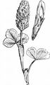 Long-Headed Clover - Trifolium incarnatum L.