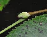 Tilia platyphyloos (Sommer-Linde) - Blätter