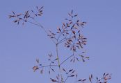 Common Bent - Agrostis capillaris L.