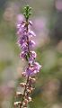 Besenheide - Calluna vulgaris (L.) Hull