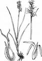 Star Sedge - Carex echinata Murray 