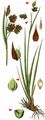 Tall Bog-Sedge - Carex magellanica Lam. 
