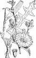 Gewöhnliche Wegwarte - Cichorium intybus L.