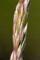 Crested Hair-Grass - Koeleria macrantha (Ledeb.) Schult.