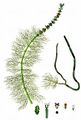 Whorled Water-Milfoil - Myriophyllum verticillatum L.
