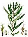 Olive Willow - Salix eleagnos Scop.