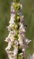 Perennial Yellow-Woundwort - Stachys recta L.